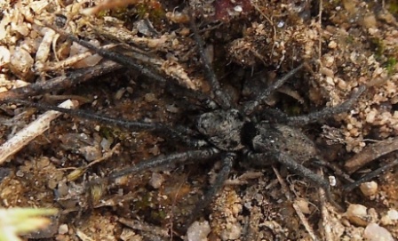 Nomisia exornata (Gnaphosidae)  - chiedo conferma per favore